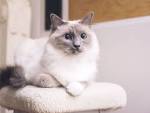 11 Cute Pictures of Ragdoll Cats - The Spruce Pets