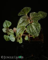 Image result for Calvoa