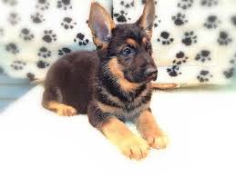 Our products are made with the finest ingredients and balanced nutrition. Pomeranian German Shepherd Mix Puppies For Sale Novocom Top