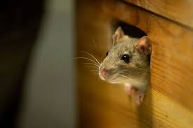 Poisons used to kill mice won't get them all, won't prevent them from coming into the house and are hazardous to your family and pets. How To Block A Mouse Hole What Do You Need To Know