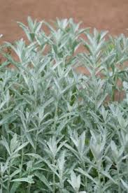 The artemisia valerie finnis selection is more compact, has broader foliage and more showy flowers. Artemisia Ludoviciana Silver King Media Database