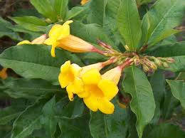 Image result for Allamanda schottii