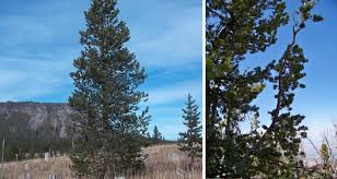 Lodgepole pine pinus contorta is a common tree in western north america. Pinus Native Pine At Portland Nursery And Garden Center