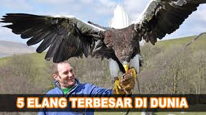 462 likes · 24 talking about this. 5 Burung Elang Terbesar Di Dunia Youtube