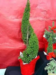 Provide a site with good air flow. Dwarf Alberta Spruce Spiral Garden Plant Deciduous Shrubs Chicago Garden Designers