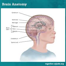 Signs of brain cancer in children, especially in their early age, have their own characteristics: Ependymoma In Children And Teens Together