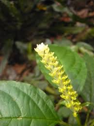 Image result for Hilleria latifolia