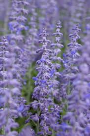 Image result for Perovskia atriplicifolia lacey blue lisslitt photo