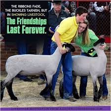 4h Ffa Showing Livestock Show Cows Show Cattle