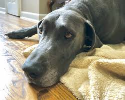 These sweet, noble, working dogs are a delight to live with, easy to housebreak, and train. 7 Reasons That You Shouldn T Get A Great Dane Great Dane Care