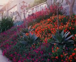 Few Color Displays Are More Eye Popping Than The Sprintime Eruption Of Iceplants Lampranthus Small Garden Landscape Modern Garden Modern Garden Landscaping
