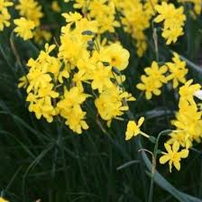 Narcisse Twinkling Yellow Bulbes De Printemps Fleurs Jaunes Jonquille