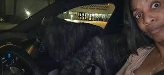 Chicago Lost and Found Pets