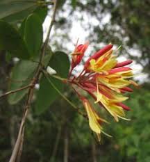 Image result for Bauhinia burrowsii