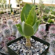 Image result for Cyphostemma hereroense