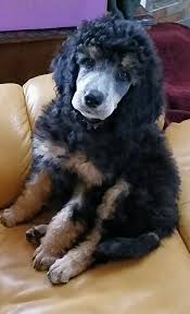 Black And White Standard Poodle Puppies For Sale Pin By S Webber On Hazel Phantom Standard Poodle Phantom Poodle Poodle Puppy Standard Poodle