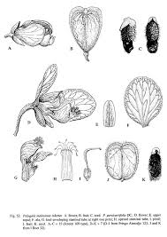 Image result for Polygala persicariifolia