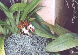 If you need affordable flowers and need them fast, turn to urban stems. Welcome To Dr Lee S Flower Photo Website Www Doctorleeflowerphoto Com