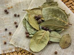 Image result for bay leaf bush foto