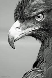 30 Mind Blowing Black And White Photography Examples Part 2 Dekorationly Com Animals Black And White Black And White Birds Bird Photography