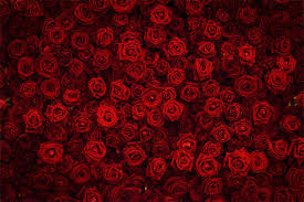 Explore red's modular camera system and groundbreaking image quality. What Are Some Roses Are Red Violets Are Blue Jokes