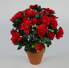 Meine orangerie ist der mediterrane zitrusgarten im web. Azalee 34cm Rot Im Topf La Kunstliche Blumen Pflanzen Azaleen Kunstpflanzen Kunstblumen Azaleenbusch Seidenblumen Ross Gmbh