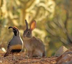 Birds Of Arizona Desert Desert Cottontail Shadowing Male Gambel S Quail Sonoran Desert Pima County Arizona By Troupial On Flickr Desert Animals Quail Cute Animals