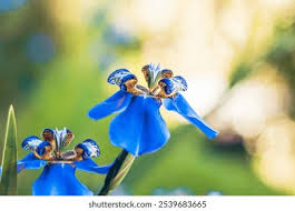 Image result for Neomarica northiana