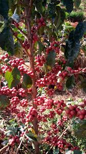 The top headlines covers politics, citizen journalism, culture, business, sports and entertainment. Kenyan Specialty Coffee Farmers Find Market In The Us