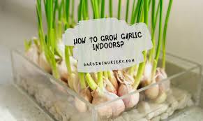 We did not find results for: How To Grow Garlic Indoors Gardens Nursery