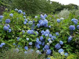 Image result for Hydrangea macrophylla bela obrázek