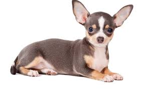 Chó Chihuahua Giá Bao Nhiêu? Mua Ở Đâu tp hcm?