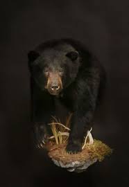 Black Bear Half Mount Pin On Black Bear Shoulder Mount