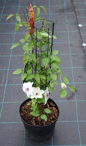 (clematis 'miss bateman') 'miss bateman' _ 'miss bateman' is a climber with large white flowers often tinged with pale pink. Clematis Miss Bateman Havlis Cz