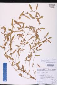 Image result for Acalypha segetalis