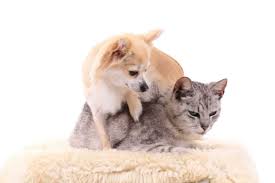 Check spelling or type a new query. Do Chihuahuas Get Along With Cats 9 Easy Tips Bubbly Pet