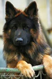 Click Visit Site And Check Out Cool German Shepherd T Shirts This Website Is Top Notch Tip You Can Sea German Shepherd Dogs German Shepherd Shepherd Puppies