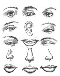 An expression of pleasure crossed his features; Vintage Sketch Human Face Parts Stock Vector Illustration Of Feel Pictogram 107388093