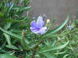 Purple flowers in bloom now. Ruellia The Beautiful Ruellia Flowers Have Started To Bloom Again Now That The Very Hot Heat Has Subsided These Tiny Flowers Bloom For Only One Day Closing And Dying Before Night Fall