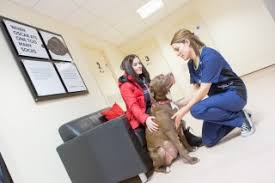 Moving forward from the peaceful passing. Having Your Dog Put To Sleep All You Need To Know About Euthanasia