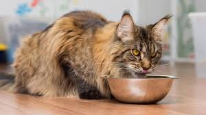 Meski tidak lazim dan aneh, polidaktili bisa membuat kucing maine coon terlihat unik dan semakin menggemaskan. Rekomendasi Makanan Kucing Maine Coon Agar Kucing Sehat