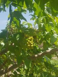 Image result for Lannea welwitschii