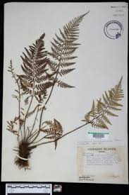 Image result for Pityrogramma calomelanos