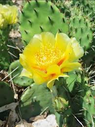 While they likely won't survive outdoors now that you've learned how to get a cactus to bloom, you can proceed with getting flowers on those mature plants that have not yet flowered. How To Grow And Care For Blooming Cactus Reuse Grow Enjoy