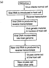 In The Given Flow Diagram Cbse Class 12 Biology Learn