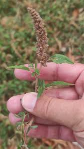 Image result for Amaranthus deflexus