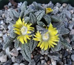 Image result for Nananthus