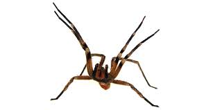 A aranha armadeira adquiriu esse nome por sua principal característica. Bioforte Aranha Armadeira