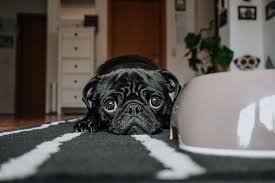 Wenn Dein Hund Nicht Mehr Frisst Die Haufigsten Ursachen Losungen Tenetrio