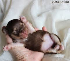 Their colors are rare and beautiful, chocolate parti as well as black parti. Havahug Havanese Puppies Havahug Havanese Puppies Of Michigan